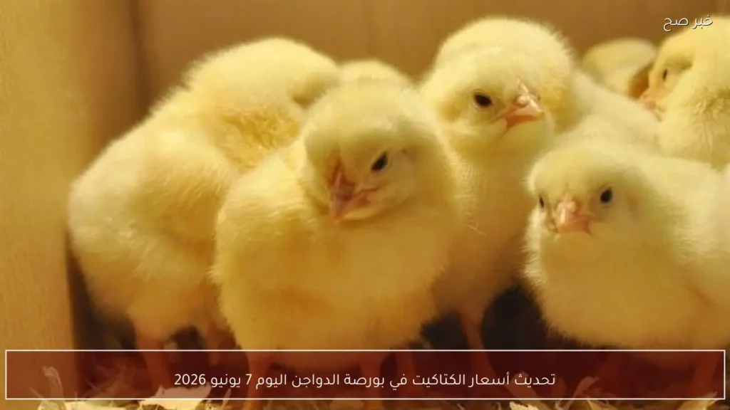 تحديث أسعار الكتاكيت في بورصة الدواجن اليوم 7 يونيو 2026