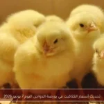 تحديث أسعار الكتاكيت في بورصة الدواجن اليوم 7 يونيو 2026
