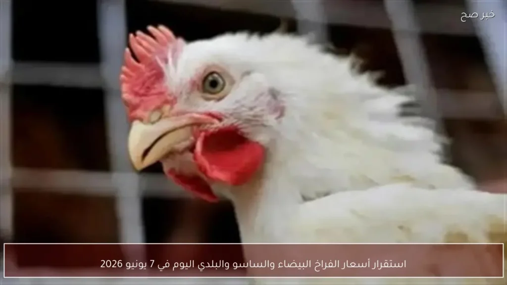 استقرار أسعار الفراخ البيضاء والساسو والبلدي اليوم في 7 يونيو 2026