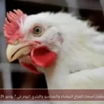 استقرار أسعار الفراخ البيضاء والساسو والبلدي اليوم في 7 يونيو 2026