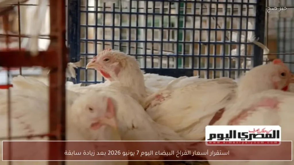 استقرار أسعار الفراخ البيضاء اليوم 7 يونيو 2026 بعد زيادة سابقة