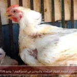 استقرار أسعار الفراخ البيضاء والدواجن في مصر اليوم 7 يونيو 2026