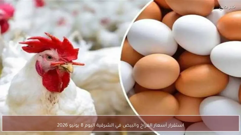 استقرار أسعار الفراخ والبيض في الشرقية اليوم 8 يونيو 2026