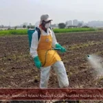 إجراءات وقائية لمكافحة الآفات الحشرية لحماية المحاصيل الزراعية