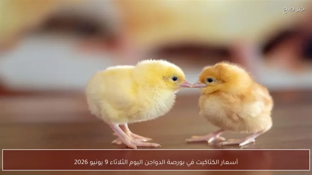 أسعار الكتاكيت في بورصة الدواجن اليوم الثلاثاء 9 يونيو 2026