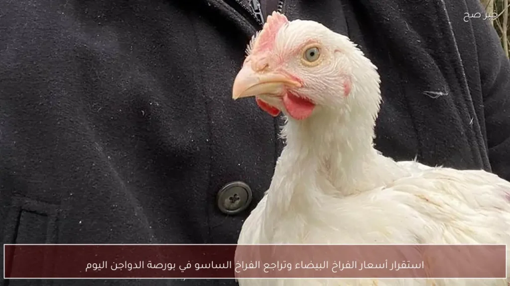 استقرار أسعار الفراخ البيضاء وتراجع الفراخ الساسو في بورصة الدواجن اليوم