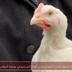 استقرار أسعار الفراخ البيضاء وتراجع الفراخ الساسو في بورصة الدواجن اليوم