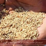 أسعار الأرز الشعير والأبيض في الأسواق المصرية اليوم