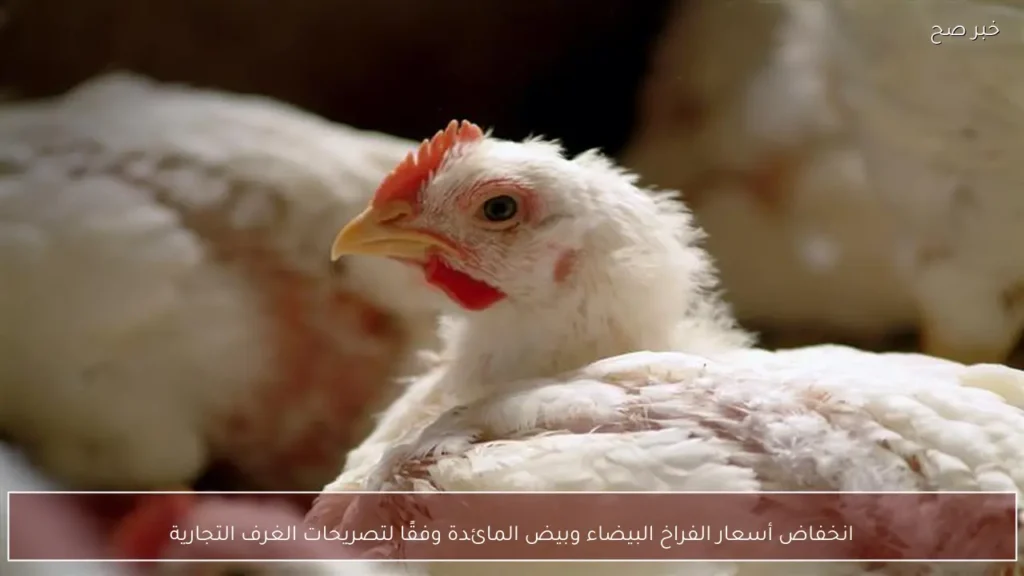 انخفاض أسعار الفراخ البيضاء وبيض المائدة وفقًا لتصريحات الغرف التجارية