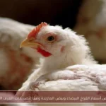 انخفاض أسعار الفراخ البيضاء وبيض المائدة وفقًا لتصريحات الغرف التجارية