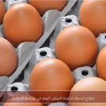 ارتفاع أسعار كرتونة البيض اليوم في بورصة الدواجن