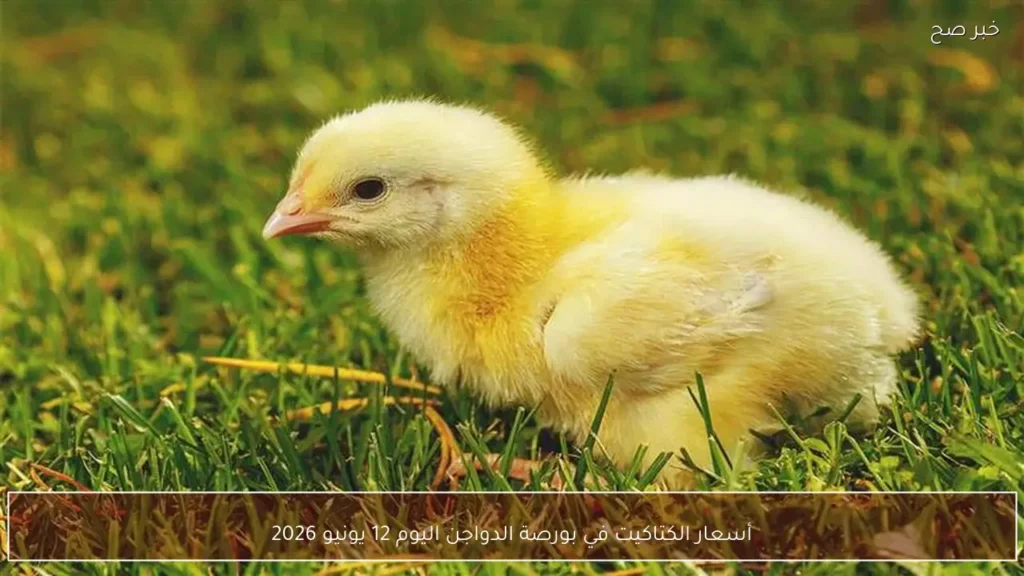 أسعار الكتاكيت في بورصة الدواجن اليوم 12 يونيو 2026
