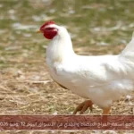 تراجع أسعار الفراخ البيضاء والبلدي في الأسواق اليوم 12 يونيو 2026