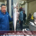استقرار أسعار الأسماك في أسواق مطروح اليوم