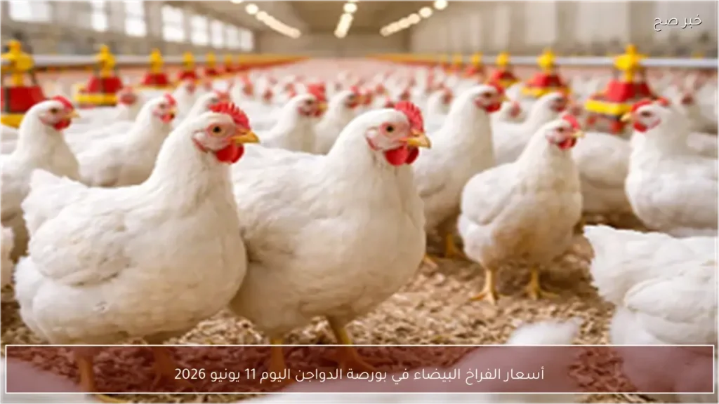 أسعار الفراخ البيضاء في بورصة الدواجن اليوم 11 يونيو 2026