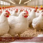أسعار الفراخ البيضاء في بورصة الدواجن اليوم 11 يونيو 2026