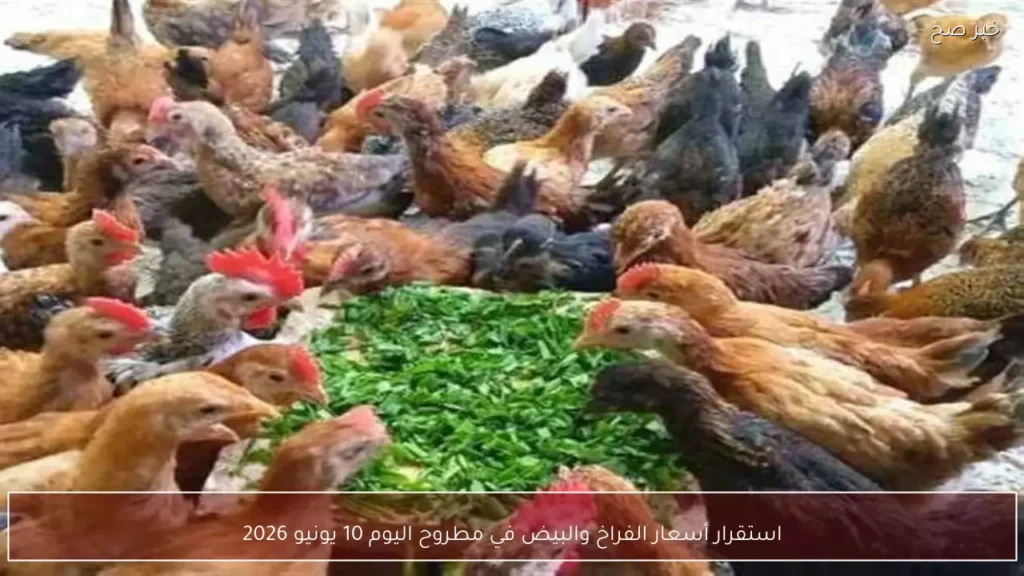 استقرار أسعار الفراخ والبيض في مطروح اليوم 10 يونيو 2026