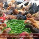 استقرار أسعار الفراخ والبيض في مطروح اليوم 10 يونيو 2026
