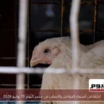 انخفاض أسعار الدواجن والبيض في مصر اليوم 10 يونيو 2026