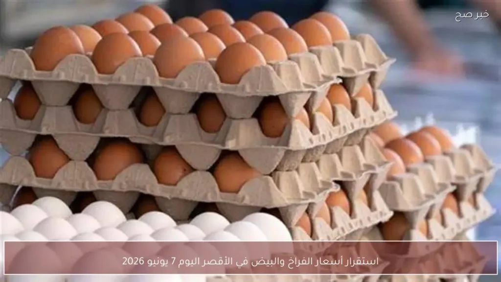 استقرار أسعار الفراخ والبيض في الأقصر اليوم 7 يونيو 2026