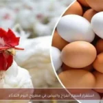 استقرار أسعار الفراخ والبيض في مطروح اليوم الثلاثاء