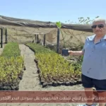 إطلاق مشروع لإنتاج شتلات المانجروف على سواحل البحر الأحمر