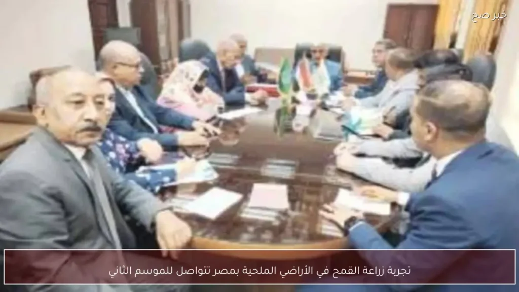 تجربة زراعة القمح في الأراضي الملحية بمصر تتواصل للموسم الثاني