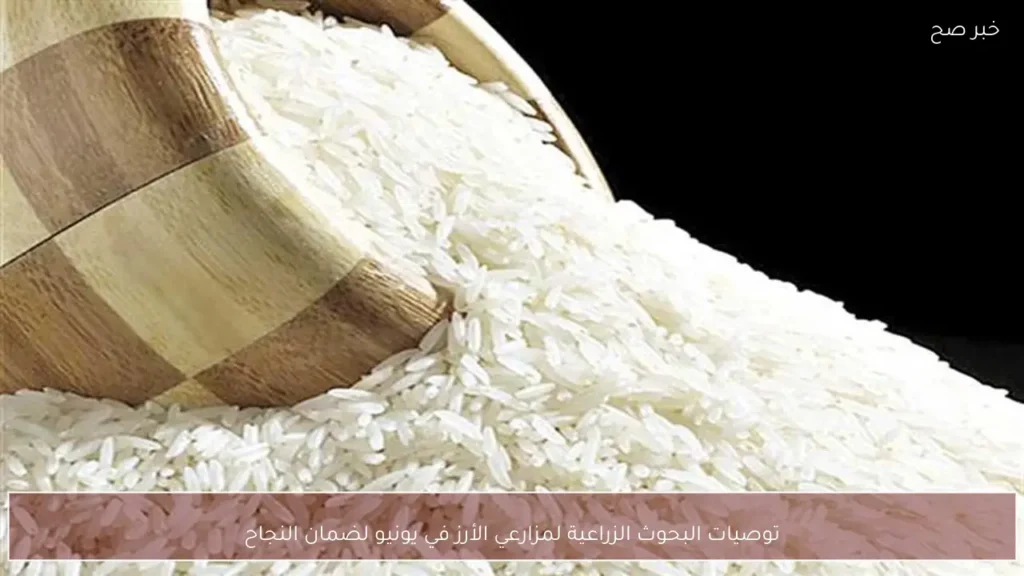 توصيات البحوث الزراعية لمزارعي الأرز في يونيو لضمان النجاح