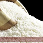 توصيات البحوث الزراعية لمزارعي الأرز في يونيو لضمان النجاح