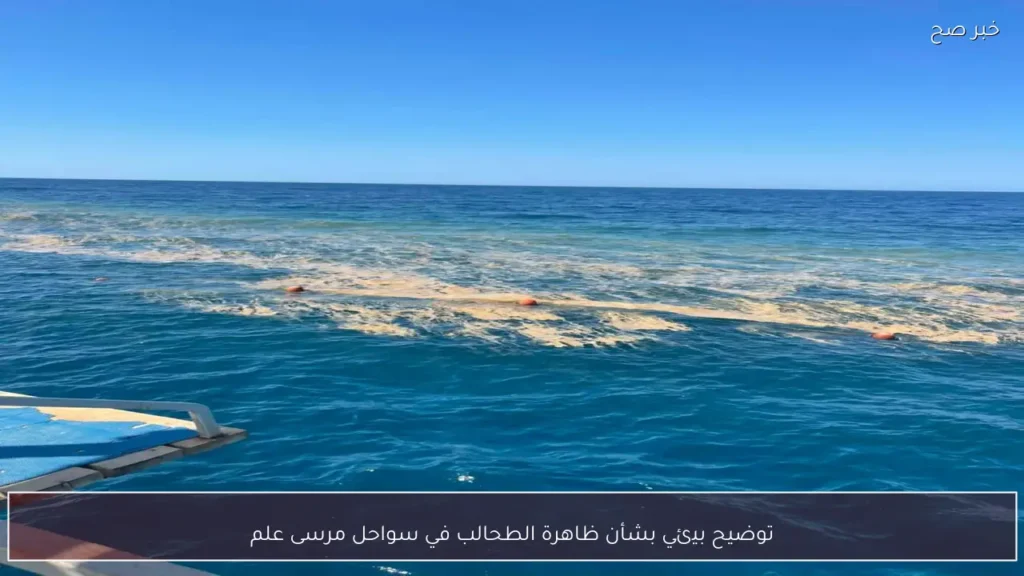 توضيح بيئي بشأن ظاهرة الطحالب في سواحل مرسى علم