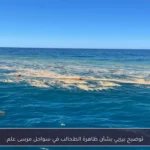 توضيح بيئي بشأن ظاهرة الطحالب في سواحل مرسى علم
