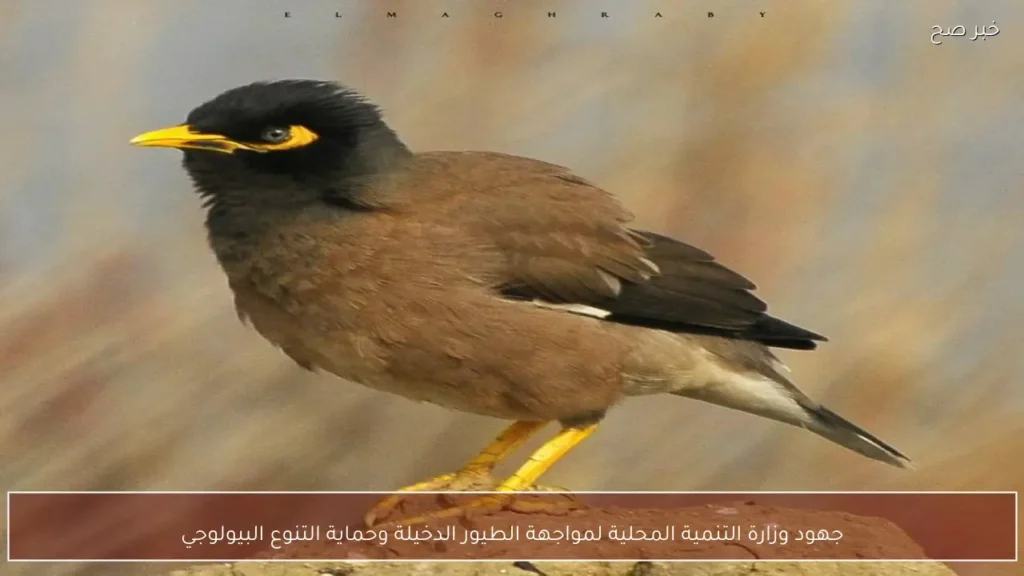 جهود وزارة التنمية المحلية لمواجهة الطيور الدخيلة وحماية التنوع البيولوجي