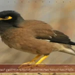 جهود وزارة التنمية المحلية لمواجهة الطيور الدخيلة وحماية التنوع البيولوجي
