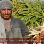 وزارة الزراعة تطلق خطة شاملة لمكافحة دودة الحشد الخريفية
