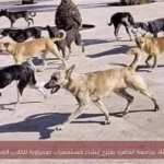 أستاذ بجامعة القاهرة يقترح إنشاء مستعمرات صحراوية للكلاب الضالة