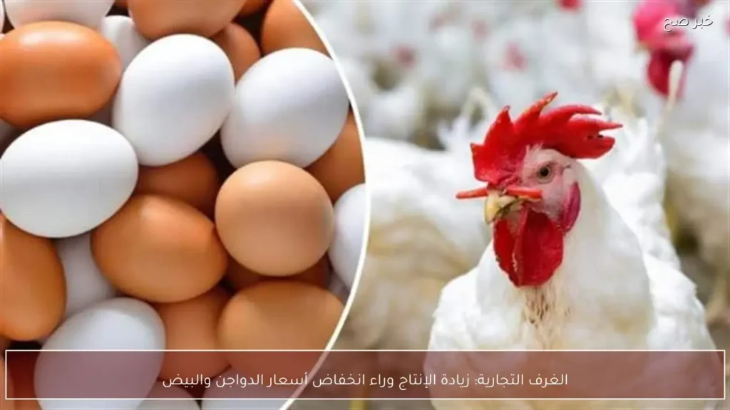 الغرف التجارية: زيادة الإنتاج وراء انخفاض أسعار الدواجن والبيض