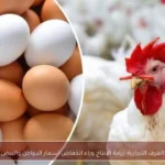 الغرف التجارية: زيادة الإنتاج وراء انخفاض أسعار الدواجن والبيض