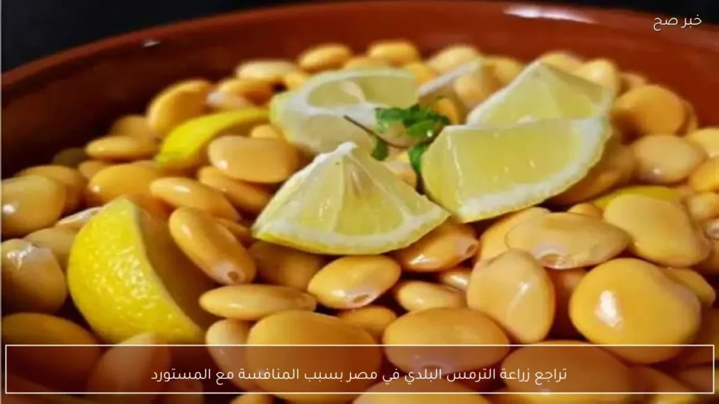 تراجع زراعة الترمس البلدي في مصر بسبب المنافسة مع المستورد