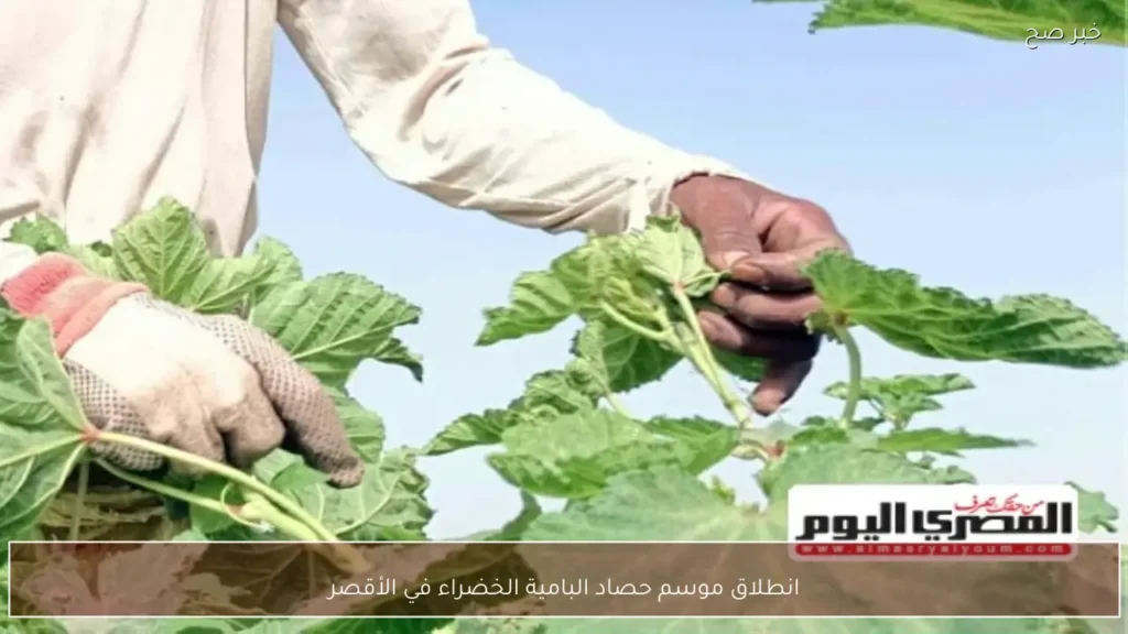 انطلاق موسم حصاد البامية الخضراء في الأقصر