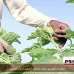 انطلاق موسم حصاد البامية الخضراء في الأقصر