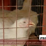 استقرار أسعار الفراخ والبيض في بورصة الدواجن اليوم 7 يونيو 2026