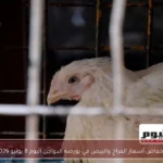 انخفاض أسعار الفراخ والبيض في بورصة الدواجن اليوم 8 يونيو 2026