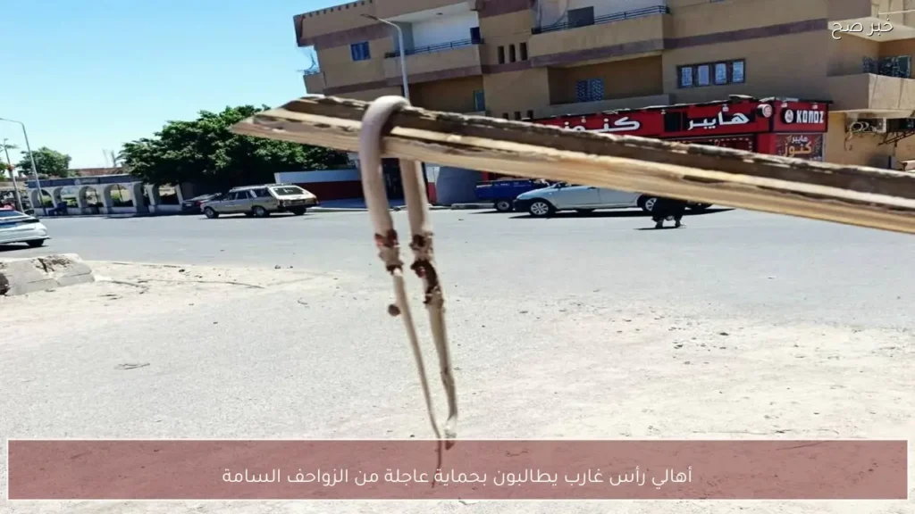 أهالي رأس غارب يطالبون بحماية عاجلة من الزواحف السامة