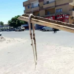 أهالي رأس غارب يطالبون بحماية عاجلة من الزواحف السامة