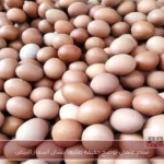 سحر عتمان توضح حقيقة طلبها بشأن أسعار البيض