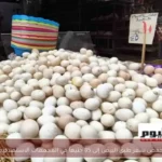 خفض سعر طبق البيض إلى 85 جنيهاً في المجمعات الاستهلاكية