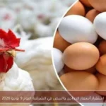 استقرار أسعار الدواجن والبيض في الشرقية اليوم 9 يونيو 2026