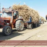 تخفيض حصص الأسمدة الشتوية يهدد زراعة القصب في الصعيد