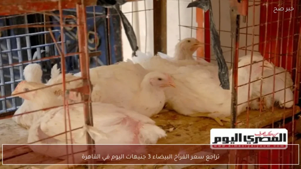 تراجع سعر الفراخ البيضاء 3 جنيهات اليوم في القاهرة