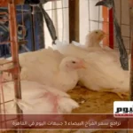 تراجع سعر الفراخ البيضاء 3 جنيهات اليوم في القاهرة